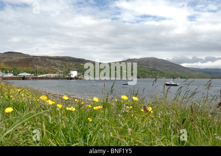 Renoncules sur la rive herbeuse du Loch Broom avec jetée du port d'Ullapool dans l'arrière-plan de Ross et Cromarty Ecosse Banque D'Images