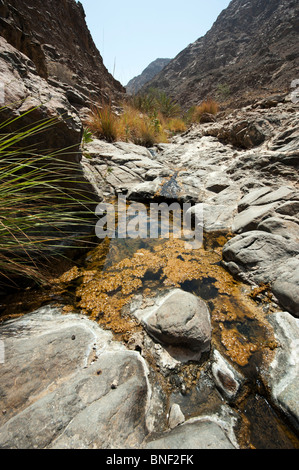 Wadi à Fujairah, ÉMIRATS ARABES UNIS Banque D'Images