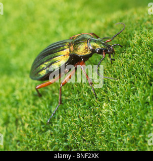 Golden Zabre (Carabus auratus). Des profils sur la mousse. Banque D'Images