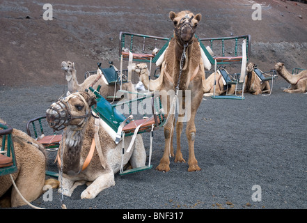 Train de chameaux le parc national de Timanfaya Lanzarote Iles Canaries Banque D'Images