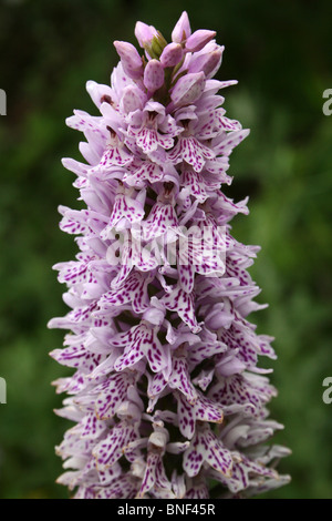 Gros plan sur la Fleur d'une orchidée Dactylorhiza fuchsii-tachetées prises sur Penmon Point, Anglesey, Pays de Galles, Royaume-Uni Banque D'Images