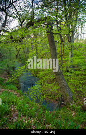 En Angleterre, Northumberland, Plessey Woods Country Park. Feuillage de printemps appartenant à la forêt dans les Plessey Woods Country Park. Banque D'Images