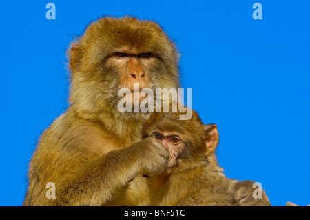 Macaque de Barbarie (Macaca sylvanus). Gibraltar, Royaume-Uni Banque D'Images