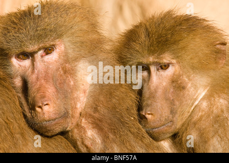 Babouin sacré hamadryas, babouin (Papio hamadryas), deux femmes assis près côte à côte Banque D'Images