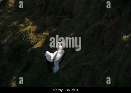 Fou de Bassan. Sula bassana. La collecte de matériaux de nidification sur les pentes herbeuses à falaises de Bempton RSPB réserver Yorkshire. Banque D'Images