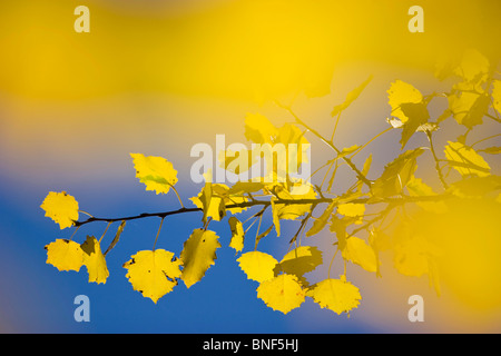 European Aspen (Populus tremula), de la direction générale avec l'automne les feuilles jaunes sur fond de ciel bleu, de l'Allemagne, Bade-Wurtemberg Banque D'Images