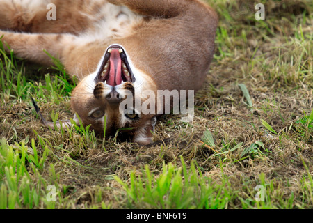 Rooikat (Caracal caracal) dans Zoo Tygerberg près du Cap. Banque D'Images