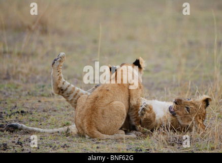 Lion (Panthera leo) d'Oursons jouant dans l'herbe, Masai Mara National Reserve, Kenya Banque D'Images