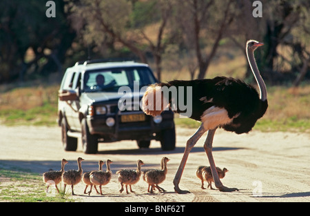 Close-Up view of Common Ostrich (Struthio camelus) et les poussins traversant une route, Kgalagadi Transfrontier Park, Afrique du Sud Banque D'Images