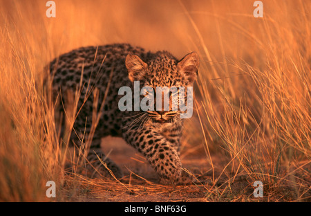 Les jeunes Leopard (Panthera pardus) à se cacher dans l'herbe, la Namibie Banque D'Images