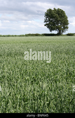 Champ de blé fraîche et arbre isolé pris dans le Lancashire, Royaume-Uni Banque D'Images