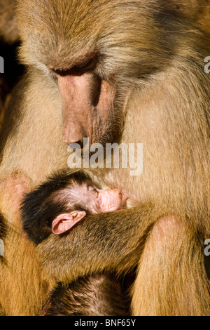 Babouin sacré hamadryas, babouin (Papio hamadryas), l'enfant pour dormir dans les bras de sa mère Banque D'Images