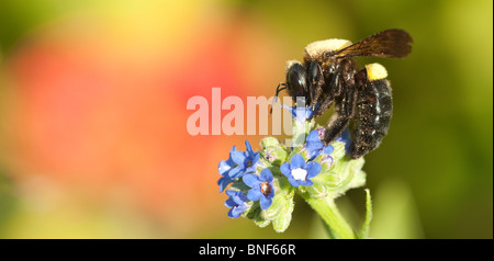 Femme abeille charpentière la collecte du pollen des fleurs Banque D'Images