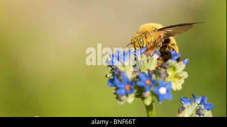 Homme abeille charpentière la collecte du pollen des fleurs Banque D'Images