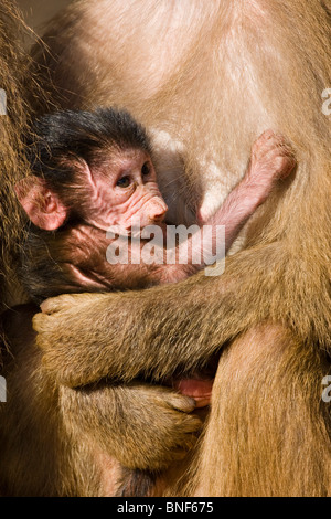 Babouin sacré hamadryas, babouin (Papio hamadryas), bébé dans le bras de sa mère Banque D'Images
