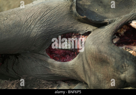 Œil d'un lion peering out de l'intérieur d'un monstrueux éléphant Savuti Botswana Banque D'Images