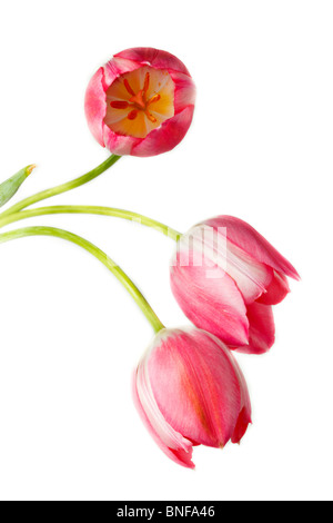 Tulipa, Tulip. Fleurs en studio sur un fond blanc. Banque D'Images