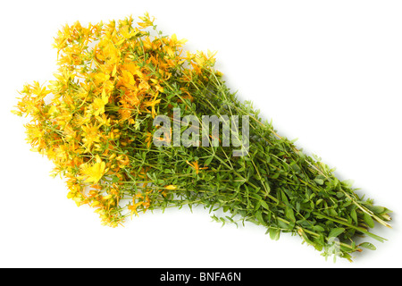 Fleurs en studio sur un fond blanc. Banque D'Images