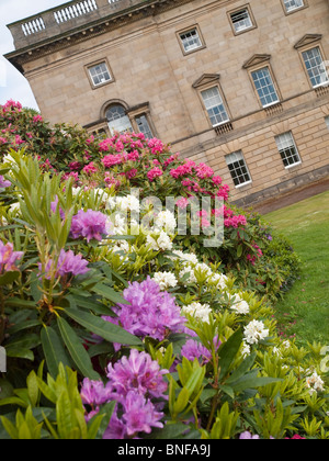 La célèbre collection de rhododendrons au château et jardins de Wentworth, Stainborough près de Barnsley, dans le Yorkshire du Sud Banque D'Images