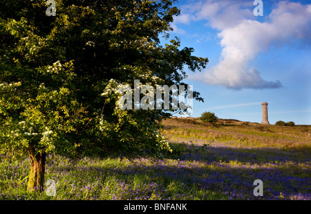 Monument à Hardy's bluebell saison au bas noir nr Portesham, Dorset, UK Banque D'Images