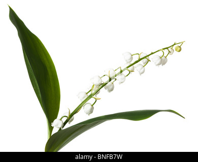 Convallaria majalis, le muguet. Fleurs en studio sur un fond blanc. Banque D'Images