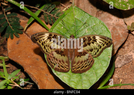 Butterfly (Euryphura chalcis : Nymphalidae) femmes basking dans rainforest, au Ghana. Banque D'Images