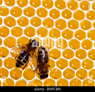 Deux Anglais sombre sur un nid d'abeilles fabriquer le miel Banque D'Images