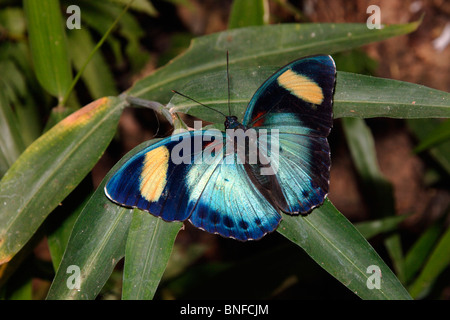 Butterfly (Euphaedra themis : Nymphalidae), homme basking dans rainforest, au Ghana. Banque D'Images