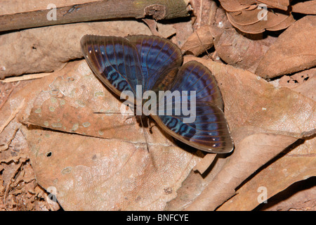 Butterfly (Euriphene barombina : Nymphalidae), homme en forêt tropicale, le Ghana. Banque D'Images