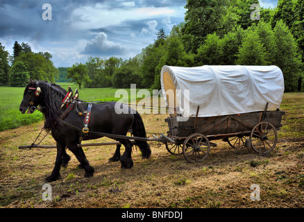 Char vintage avec deux chevaux noirs Banque D'Images