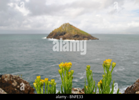 Fleurs jaunes poussant sur un rgged s'étendent de la côte de Cornouailles, Angleterre Banque D'Images