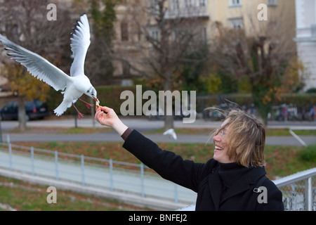 Mouette rieuse (Chroicocephalus ridibundus), en tenant compte de la nourriture dans le tourisme . Banque D'Images