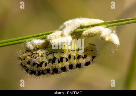 Burnett moth caterpillar parasités par des larves de guêpe. Dorset, UK. Banque D'Images