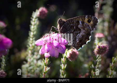 Papillon de l'ombre (semele) Clotilde en contre-leaved heath de bruyère en fleur. Banque D'Images