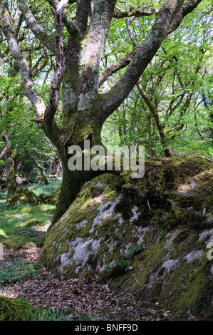 Des racines d'arbre qui poussent overa Tycanol rock pembrokeshire Wales cymru woods UK GO Banque D'Images