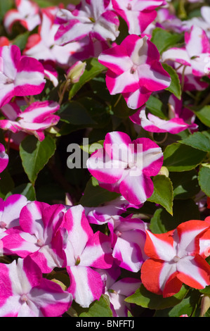 L'Impatiens les plantes à massifs multicolores Banque D'Images