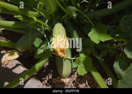 Squash gris dans le jardin en pleine croissance Banque D'Images