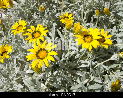 Gazania linearis ou Treasure Flower Banque D'Images