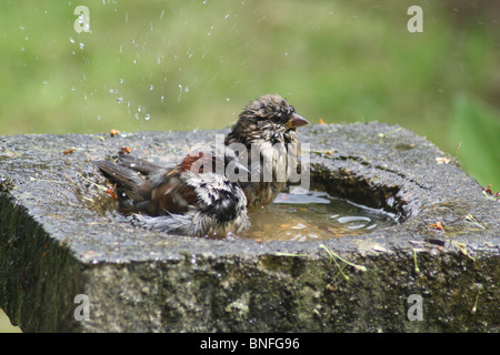 Une paire de moineaux prendre un bain. Banque D'Images