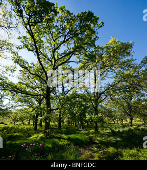 Oak tree forest au printemps en Castille La Mancha Espagne Banque D'Images