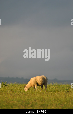 Moutons dans un champ sur une soirée orageuse, Marshwood Vale, Dorset, Angleterre Banque D'Images