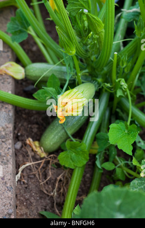 Squash gris dans le jardin en pleine croissance Banque D'Images