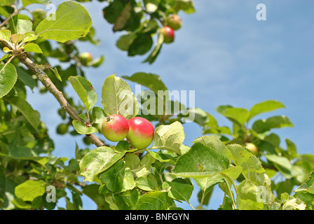 La pomme sur l'arbre, Dorset, Angleterre Banque D'Images