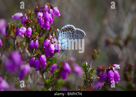 Silver mâle papillon bleu étoilé (Plebeius argus) sur la bruyère. Banque D'Images