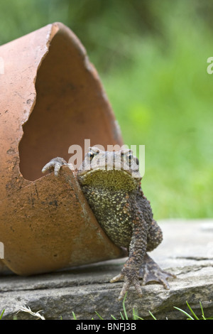 Toad reposant sur plante en pot Banque D'Images