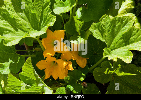 Fleurs de courges dans le jardin Banque D'Images