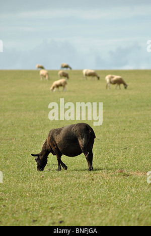 Seul le pâturage des moutons noirs dans un champ de blanc Banque D'Images