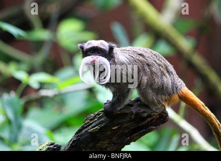 Singe Tamarin empereur (Saguinus imperator) assis sur une souche d'arbre. Ses moustaches blanches fièrement montré hors tension. Banque D'Images