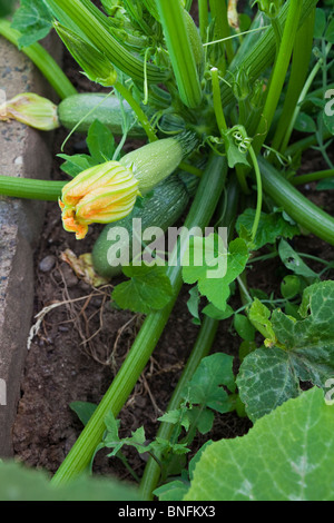 Squash gris dans le jardin en pleine croissance Banque D'Images