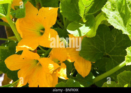 Fleurs de courges dans le jardin Banque D'Images